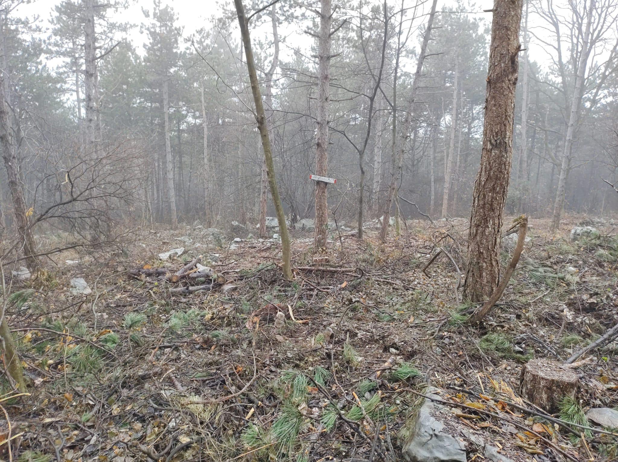 Copertina per Alberi tagliati nel Parco del Carso, l'intervento divide Monfalcone